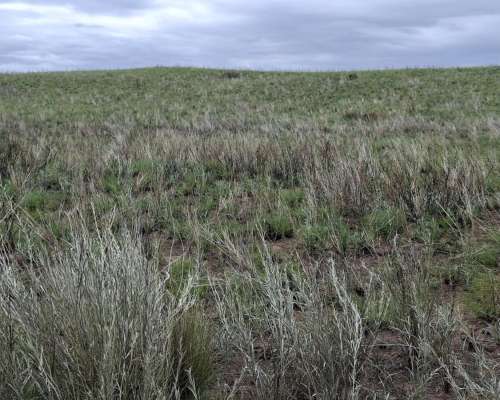 Jaguel del Monte, Loventué, la Pampa - 25.700 Ha