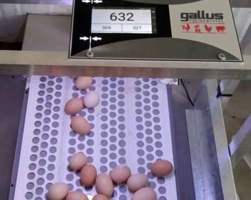 Contador de Huevos Gallus