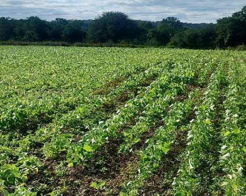 Finca con 120 Hectáreas Embarcación Salta