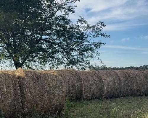 Oportunidad: Rollos Alfalfa y Cebadilla 2025