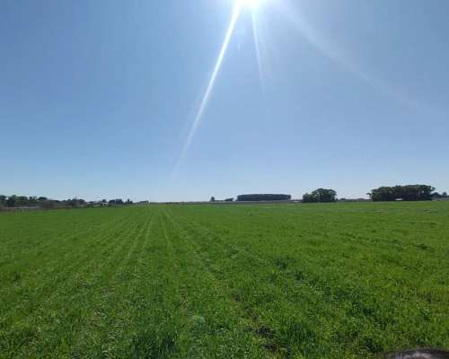 11 Hectáreas Agrícolas