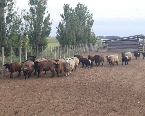 Majada de Ovejas y Corderos