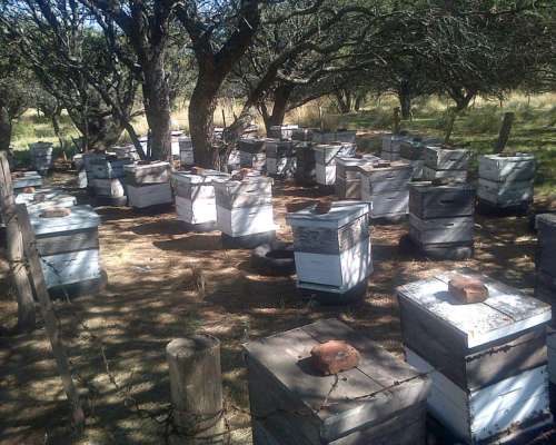 Lote Colmenas en Producción