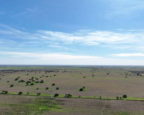 3780 Has. Campo Mixto S/ Ruta en Alpachiri, la Pampa