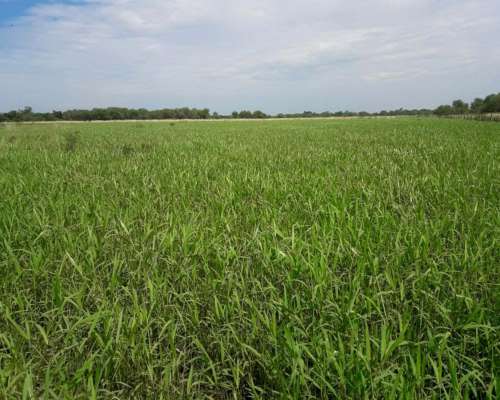 Oportunidad Estancia Ganadera Desarrollada Mejoras Pasturas