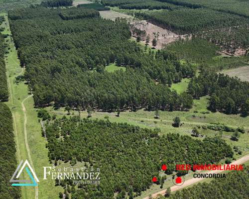 83 Has Forestales a 1 km de Asfalto