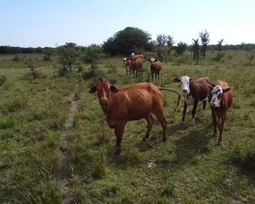 Venta / Campo Ganadero / Huanqueros / 1385 Ha
