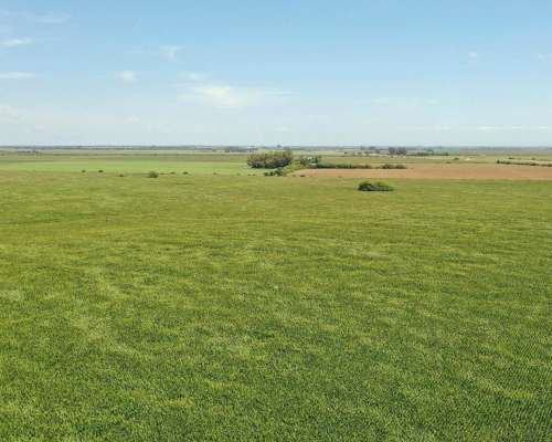 Piquillín, Río Primero, Córdoba - 56 Ha