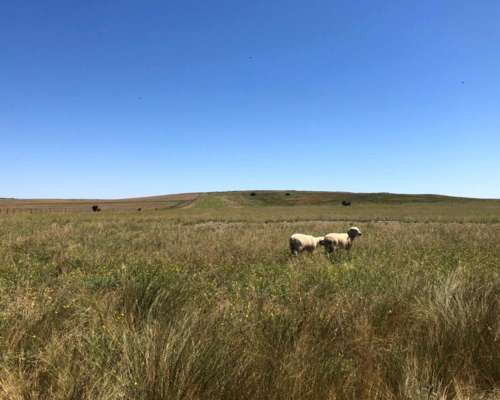 Campo 6500 Ha Sobre Ruta Puan, Bahia Blanca