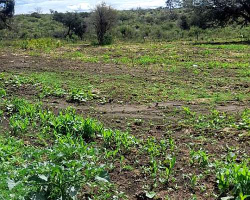 Zona Villa de Soto Campo Ganadero