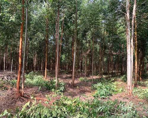 Corrientes Goya Campo Mixto Forestal Ganadero