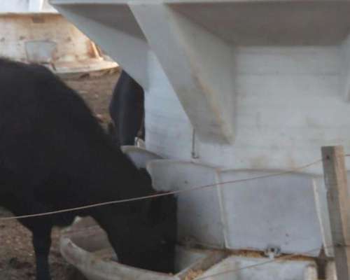 Silos Comedero Autoconsumo Verticales 7.000 KG. (10 M3)