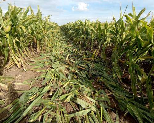 Rolo Triturador M-1200/75 3p para Semilleros Nuevo Secman