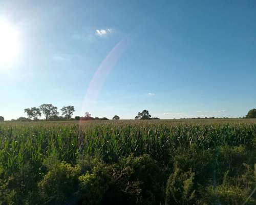 Venta 29,5 Ha Agrícolas en Capilla de Sitón