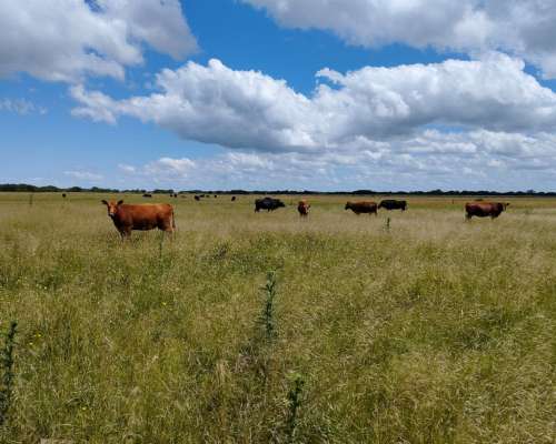 Campo Ganadero en Pipinas (bs. AS) - 881 Has