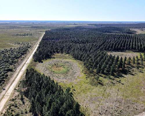 Campo Mixto de 14000 Hectareas Concepción Corrientes