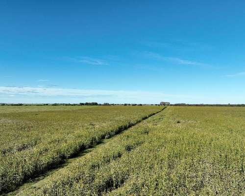 3780 Has. Campo Mixto S/ Ruta en Alpachiri, la Pampa