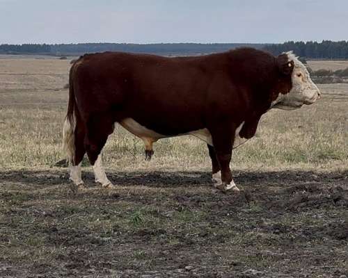 Toros P. Hereford . Excelente Estado