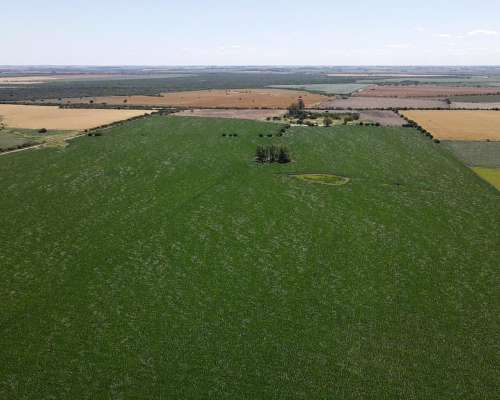 101 Hectáreas Agrícolas con Buen Acceso en Gualeguaychú.