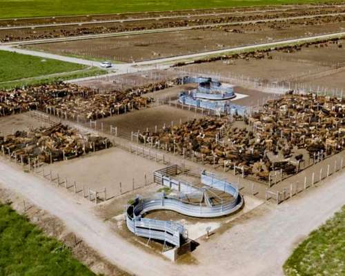 Feedlot Solo Lleva TU Hacienda