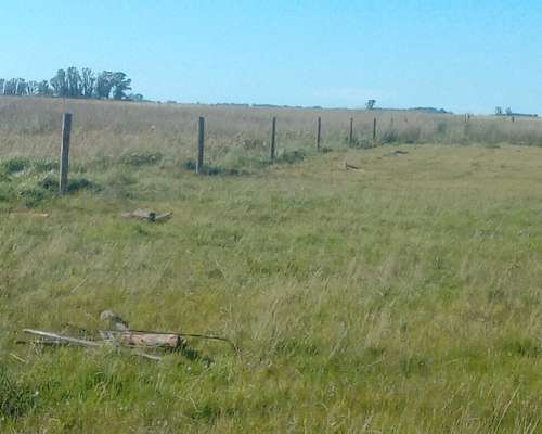 Campo en Venta en Rauch para Ganadería