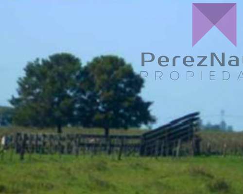 Campo Agricola Ganadero 600 Ha las Flores
