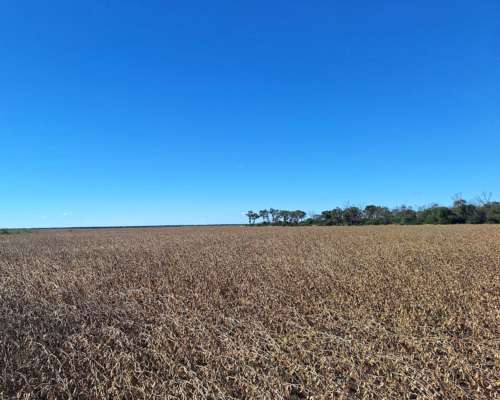 Vendo 1500 Ha de Campo Agrícola en Vilelas