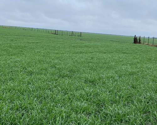 Venta Campo Mixto 687 Has. Zona Tostado (est. Pini) Santa FE