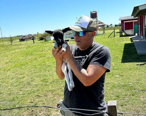 Ovejas de Razas para Cría