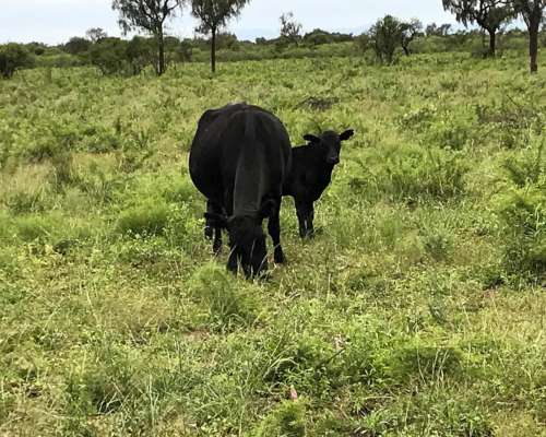 Ulapes - 4.222 Ha - la Rioja