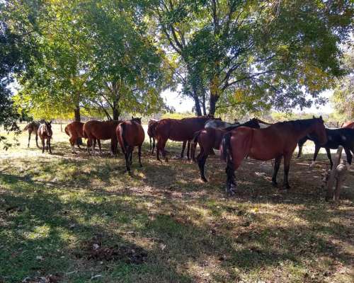 Recibo Hacienda en Capitalización