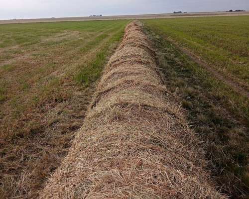 Rollos de Avena Granada