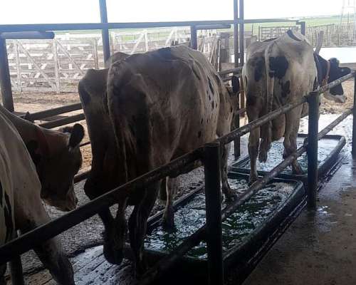 Se Ofrece Tambera/o con Experiencia y Referencias