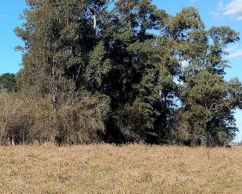 Campo de 50 Ha Agricola. Tierra Fertil, Arboleda Añosa.