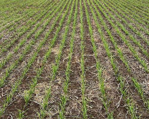 92 Ha Agrícolas. R. del Tala. Cerca de Ruta 39.- Trigo 2025