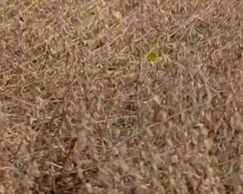 Venta de Campo Agricola