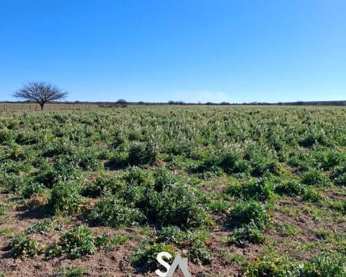 Se Vende Campo Ganadero de 415 en General Acha, la Pampa