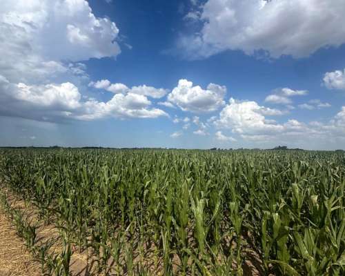 Campo 185 Hectáreas Agricolas Rueda ( Santa FE)