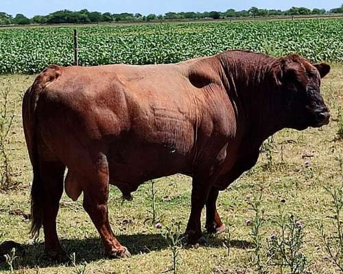 Vendo Toro Angus Colorado de 5 Años Aprox Unos 900kg