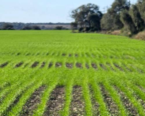 1500 Has. Agrícolas en Lavalle, Santiago del Estero.