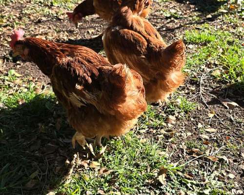 Gallinas Ponedoras en muy Buen Estado