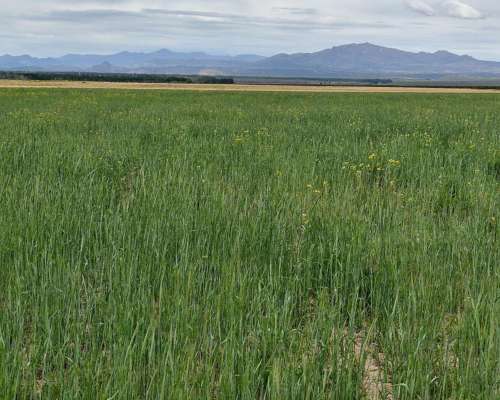 Malargue, Mendonza - 200 Ha