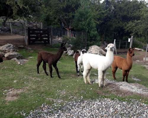 Campo-sierra-casa 242 Has con Casa, Casa Caseros, ETC