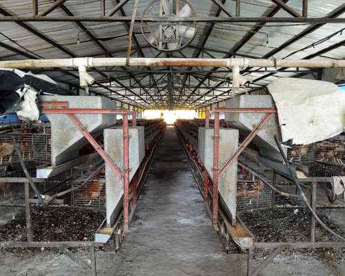 Jaulas para Gallinas Ponedoras