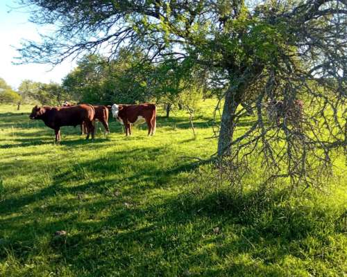 701 Ha Mixtas en Villaguay