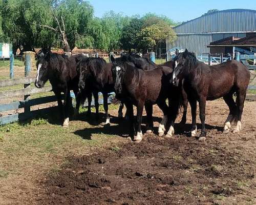 Vendo Lote de Potros