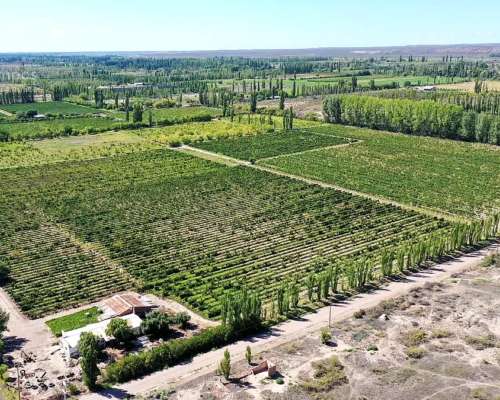 Se Vende Viñedo de 9ha en San Rafael - Mendoza