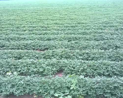 38 Has en Pampayasta