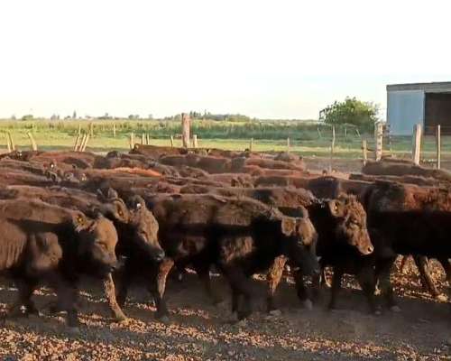 Oportunidad 47 Terneros y 44 Terneras Aberdeen Angus Negros