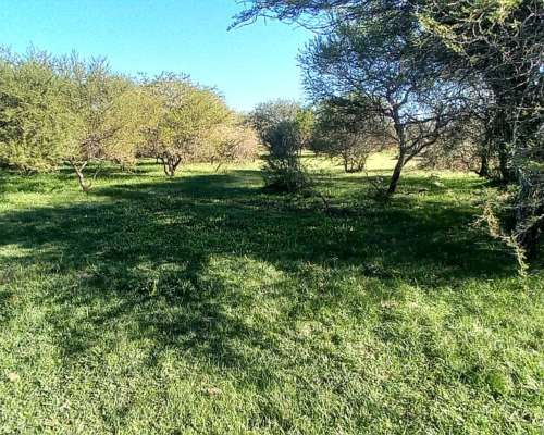 Campo Mixto 360 Hectareas